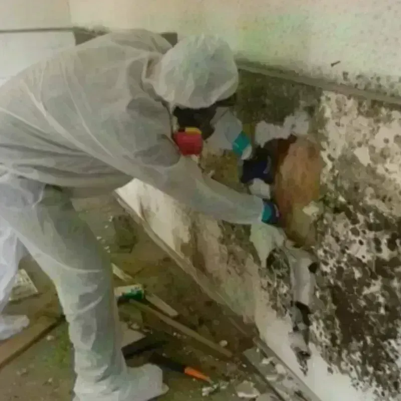 Mold Remediation and Removal in Whitehall, MT